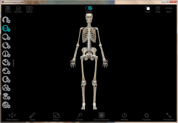 Human Anatomy Atlas Windows破解版