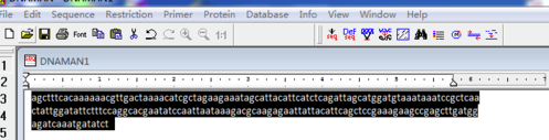 DNAMAN破解版怎么翻译氨基酸